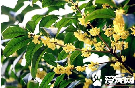 家裡種桂花好嗎|桂花種植指南：微酸土壤、適當澆水、適度遮蔭，打造花園芳香佳品